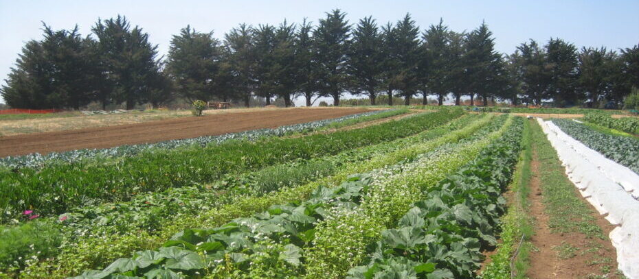 farming crop rows